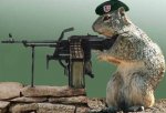 army_squirrel.jpg